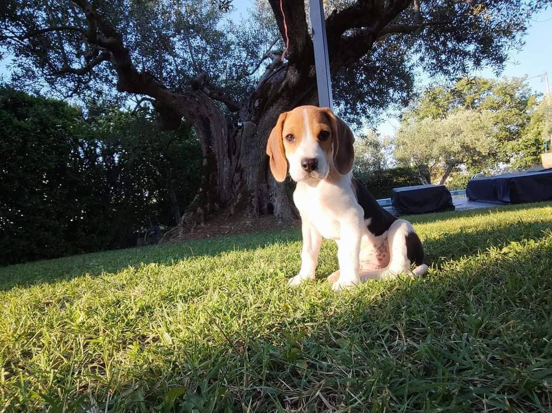 Paduli| Cucciolo di beagle smarrito, appello del proprietario