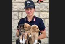 Bisaccia|Cuccioli di cane abbandonati salvati dai Carabinieri Forestali