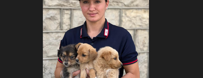 Bisaccia|Cuccioli di cane abbandonati salvati dai Carabinieri Forestali