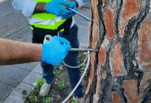 Benevento| Pini, l’assessore Rosa: “Questa mattina al via i trattamenti fitosanitari”