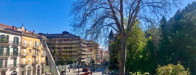 Avellino| Iniziato l’abbattimento del platano monumentale della villa comunale
