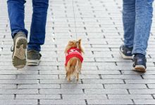 Fido Park di Benevento chiuso il 29 aprile per disinfestazione