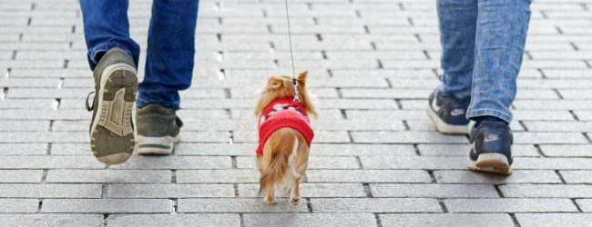 Fido Park di Benevento chiuso il 29 aprile per disinfestazione