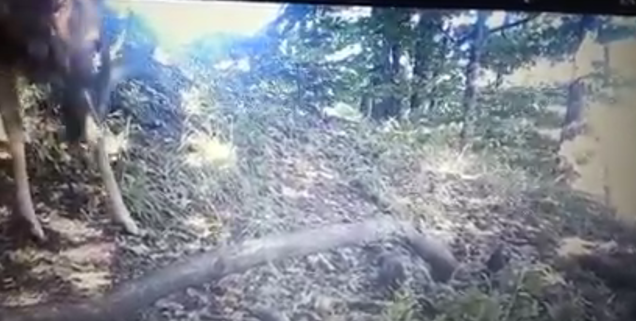 Avvistati caprioli nel Parco del Taburno, WWF: aumenta il ‘valore’ naturalistico di Camposauro