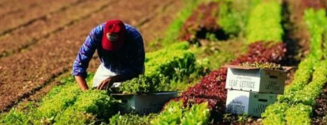 Lavoro, Coldiretti: i giovani tornano in campagna nel 2022