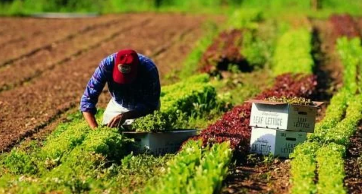 Lavoro, Coldiretti: i giovani tornano in campagna nel 2022