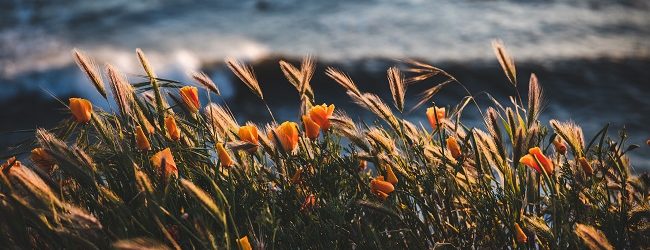 Caro energia, i florovivaisti campani: “Rischio Natale senza fiori”