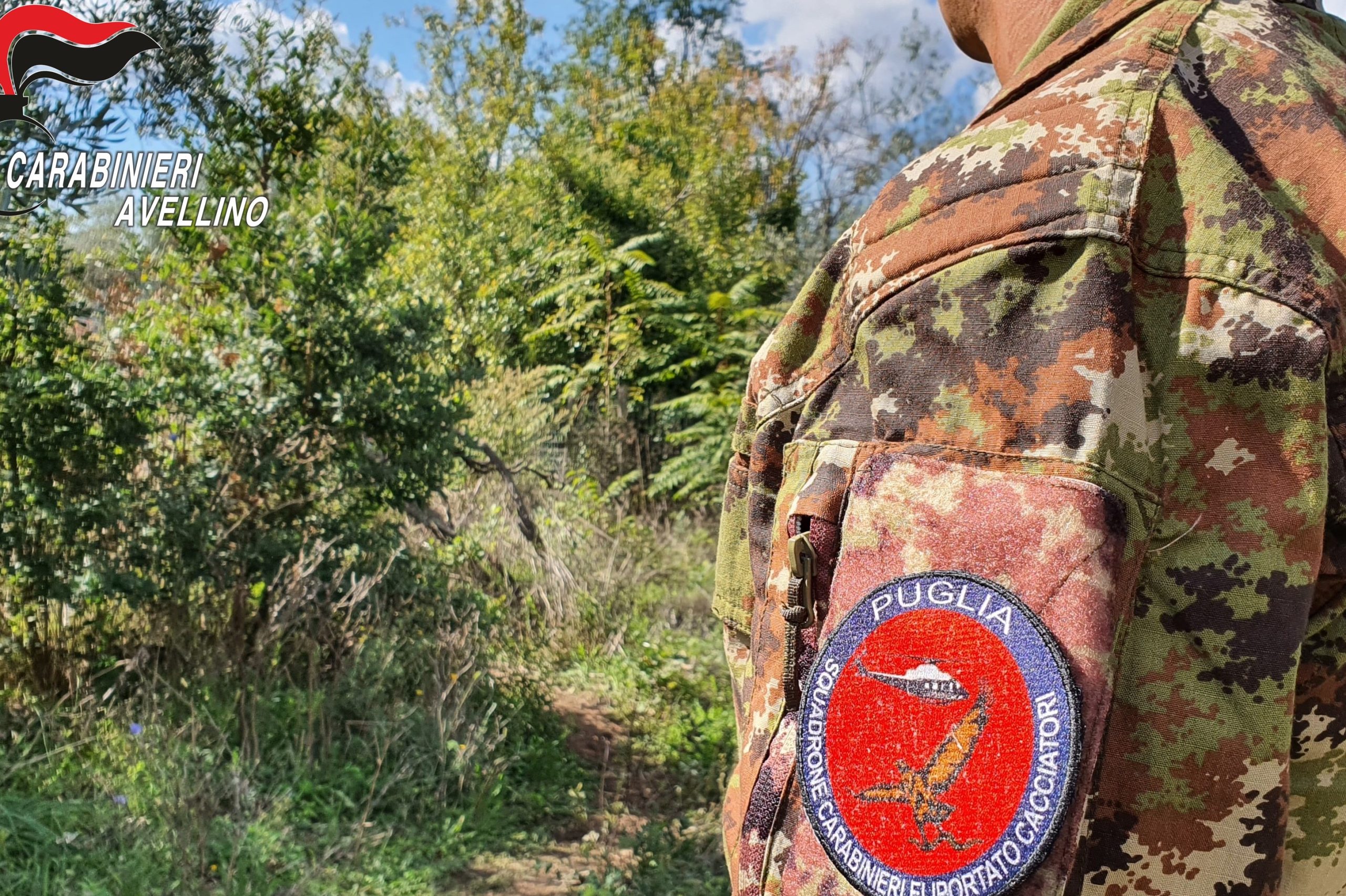 Montemiletto| Sequestrata piantagione di canapa indiana, due arresti