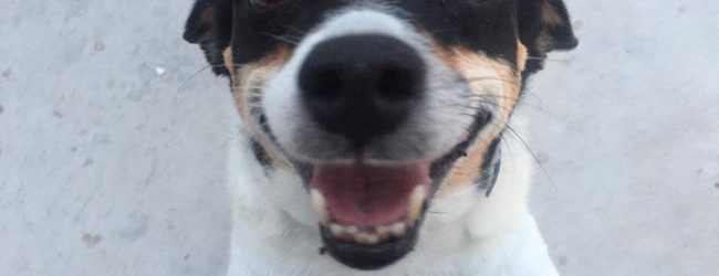Pietrelcina, cagnolina smarrita:  l’appello della proprietaria