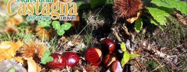 A Cervinara tutto pronto per la Sagra della Castagna