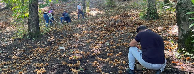 Sua Maestà la castagna, la regina dell’autunno