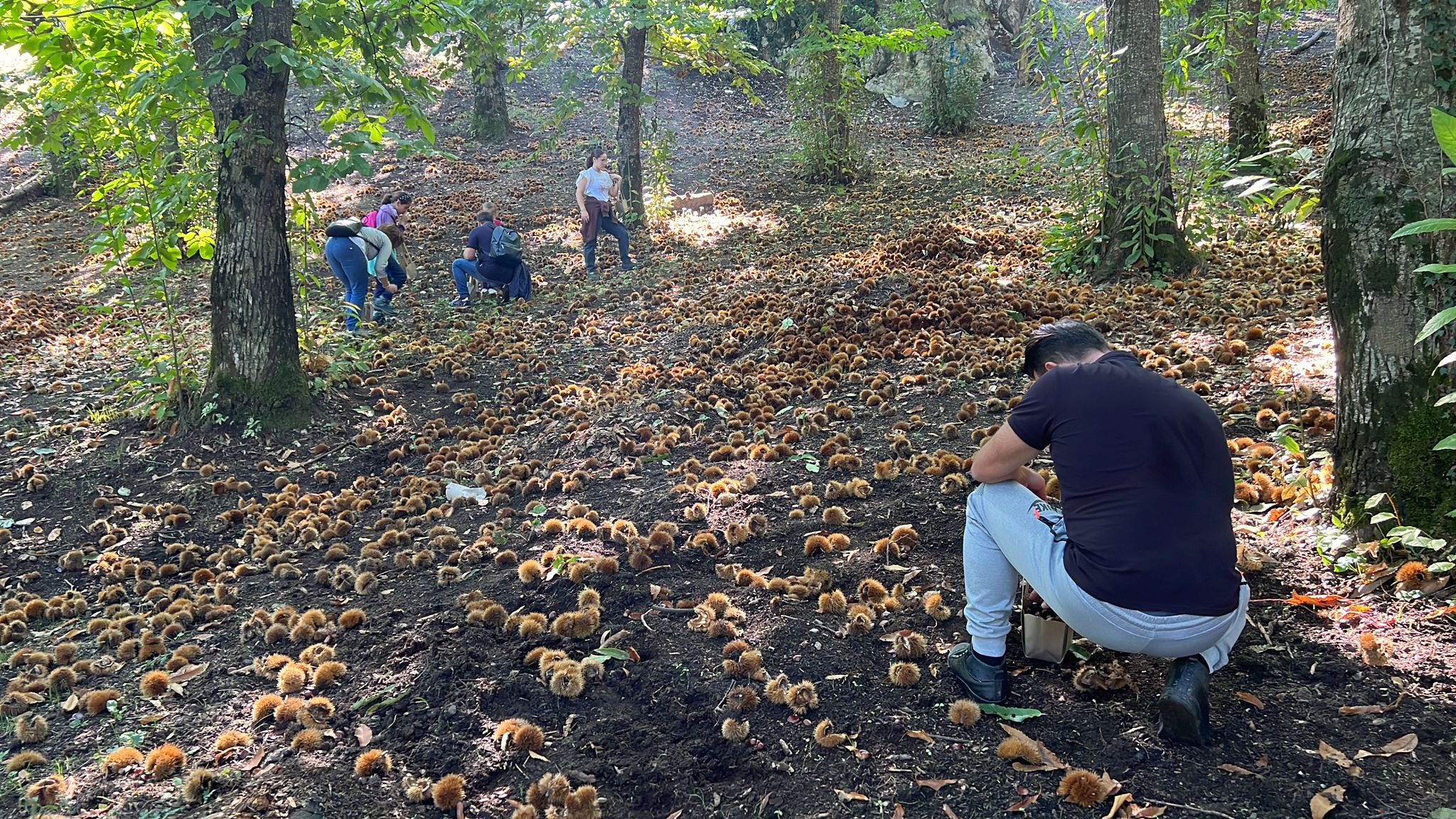 Sua Maestà la castagna, la regina dell’autunno