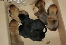 Lacedonia| I carabinieri salvano 7 cuccioli di cane abbandonati in un sacchetto vicino all’immondizia