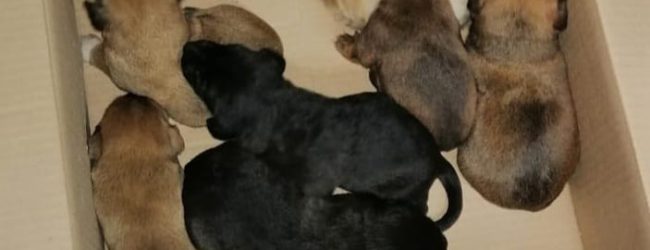 Lacedonia| I carabinieri salvano 7 cuccioli di cane abbandonati in un sacchetto vicino all’immondizia