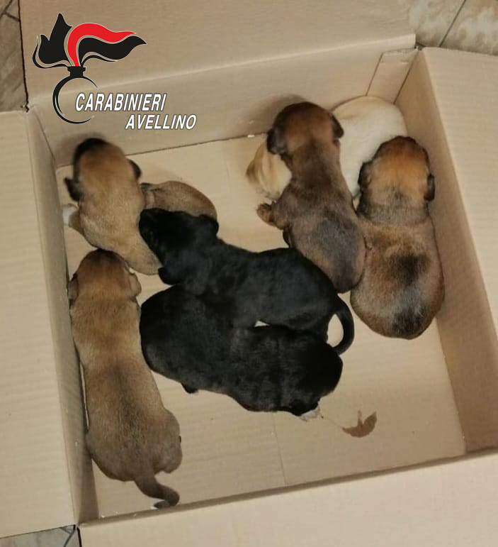 Lacedonia| I carabinieri salvano 7 cuccioli di cane abbandonati in un sacchetto vicino all’immondizia