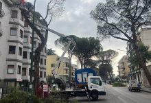 Benevento|Comitato Giu’ Le Mani dai Pini: non riusciamo a gioire, e’ solo un triste evento