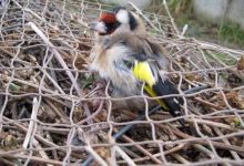 Benevento| Cardellino imprigionato e legato per il petto e le zampe: denunciato 65enne napoletano