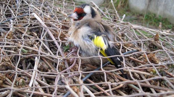 Benevento| Cardellino imprigionato e legato per il petto e le zampe: denunciato 65enne napoletano