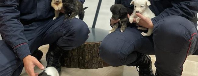 Lacedonia, salvati dai carabinieri forestali cinque cuccioli abbandonati nei pressi del cimitero