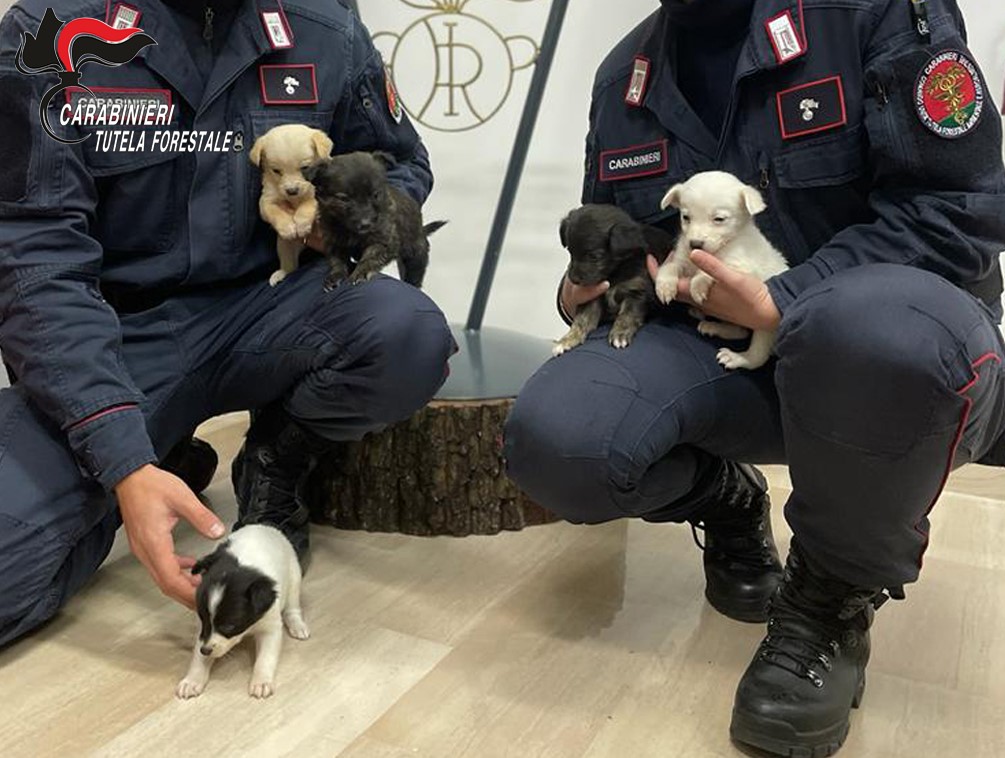 Lacedonia, salvati dai carabinieri forestali cinque cuccioli abbandonati nei pressi del cimitero