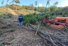 Sannio| Furto di legna in area demaniale sottoposta a vincolo paesaggistico, uomo  ai domiciliari