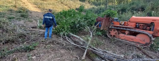 Sannio| Furto di legna in area demaniale sottoposta a vincolo paesaggistico, uomo  ai domiciliari