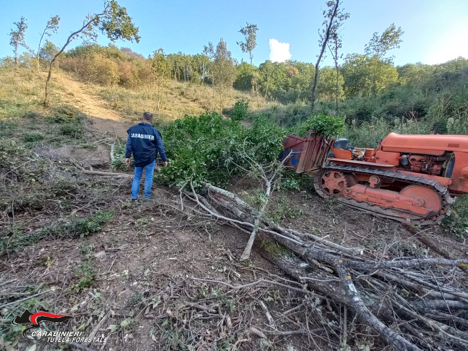 Sannio| Furto di legna in area demaniale sottoposta a vincolo paesaggistico, uomo  ai domiciliari
