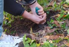 Apollosa, festeggiata la Giornata dell’Albero 2022