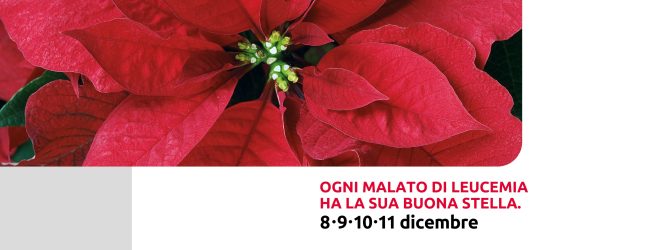 Nelle piazze sannite tornano le “Stelle di Natale” dell’AIL: appuntamento l’8,9, 10 e 11 dicembre