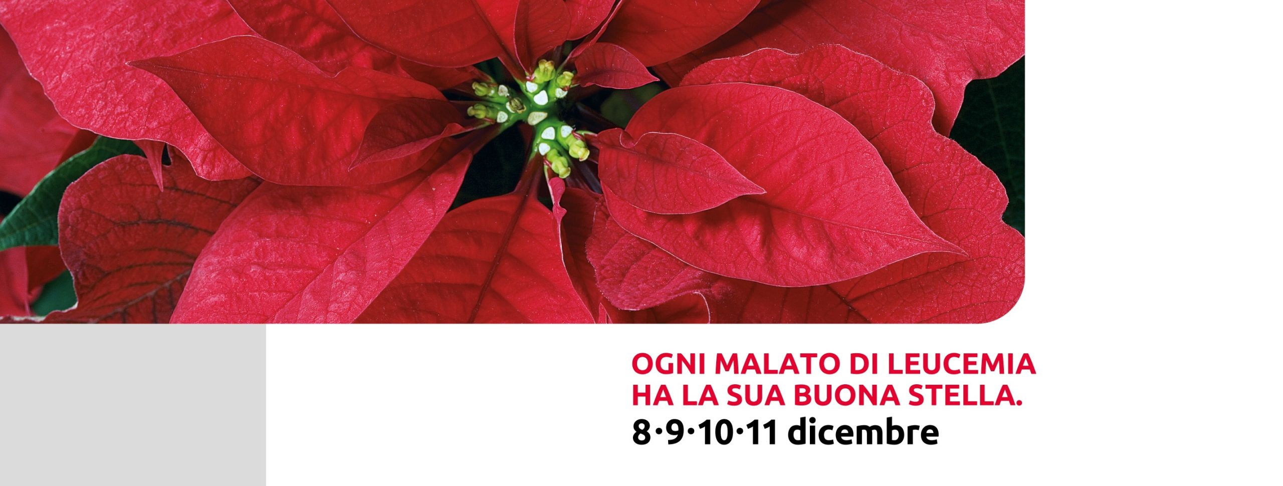 Nelle piazze sannite tornano le “Stelle di Natale” dell’AIL: appuntamento l’8,9, 10 e 11 dicembre