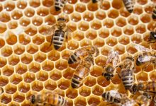 Impegni per l’apicoltura, la Regione Campania approva modifica proposta da Apas