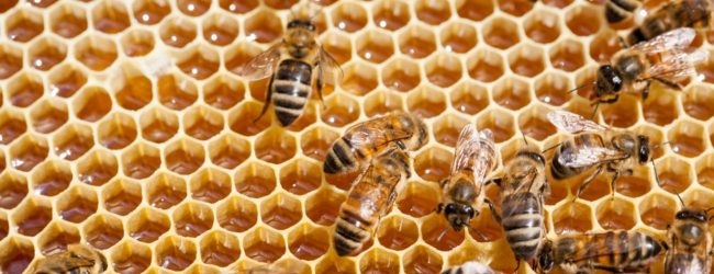 Impegni per l’apicoltura, la Regione Campania approva modifica proposta da Apas