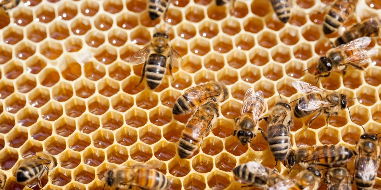 Corso apicoltura: Coldiretti Benevento, boom con 115 iscritti