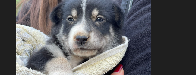 Benevento|Cagnolina ritrovata nei pressi dello stadio Ciro Vigorito, ora cerca una casa
