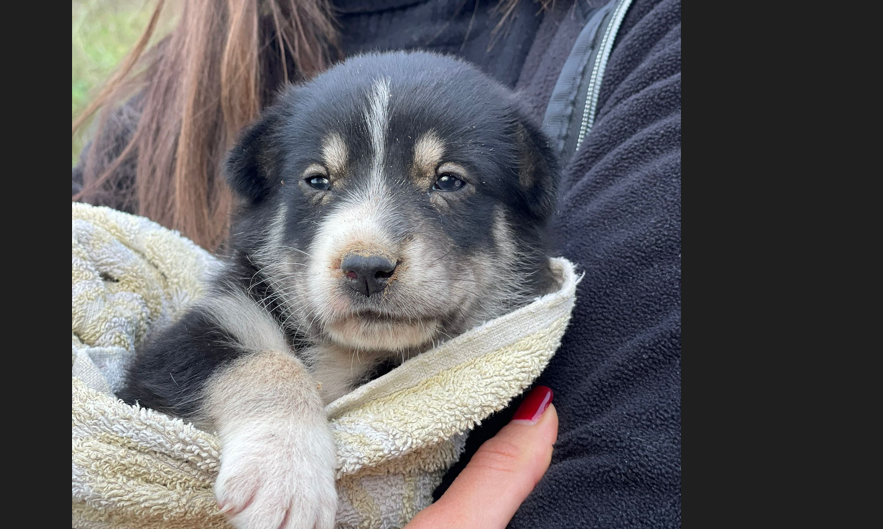 Benevento|Cagnolina ritrovata nei pressi dello stadio Ciro Vigorito, ora cerca una casa