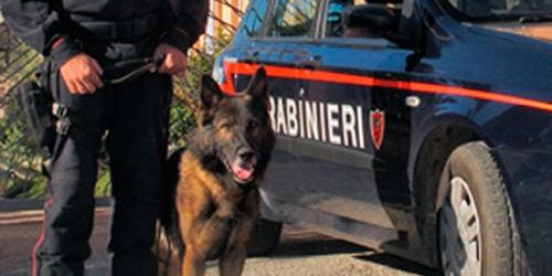 Il cane antidroga “Holly” fiuta droga all’interno di un frigorifero: denunciati i gestori di un bar di Pietrelcina