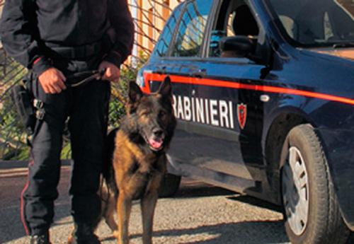 Il cane antidroga “Holly” fiuta droga all’interno di un frigorifero: denunciati i gestori di un bar di Pietrelcina