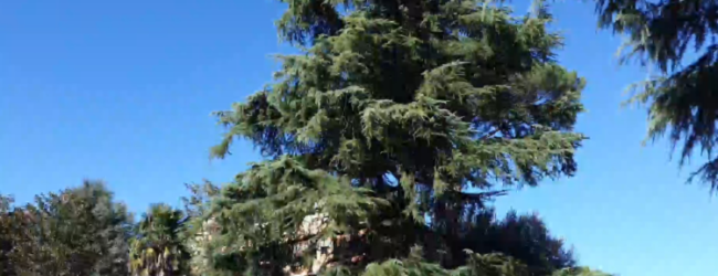 Avellino| Abbattimento del cedro del Libano di via San Francesco D’Assisi, Legambiente dice no