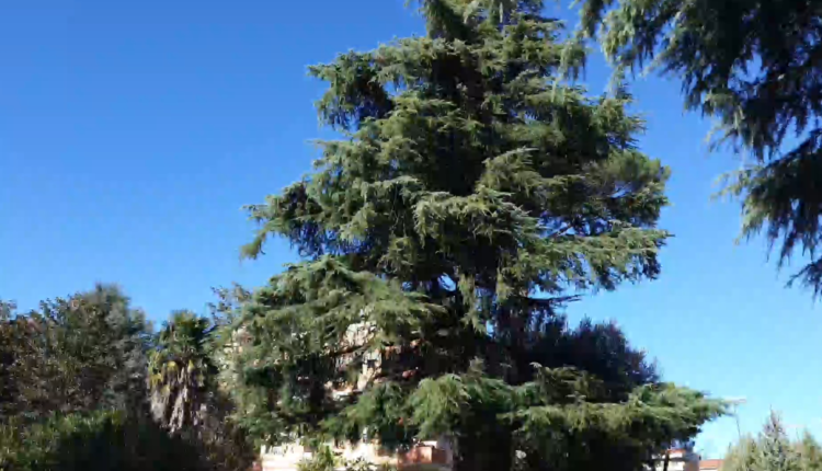 Avellino| Abbattimento del cedro del Libano di via San Francesco D’Assisi, Legambiente dice no