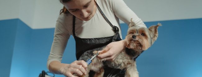 Toelettatura del cane, come e quando farla nel modo corretto