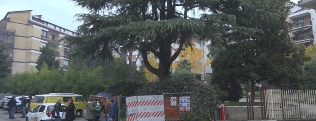 Avellino| Cedro libanese, Legambiente e condomini impediscono il taglio ma serve una soluzione