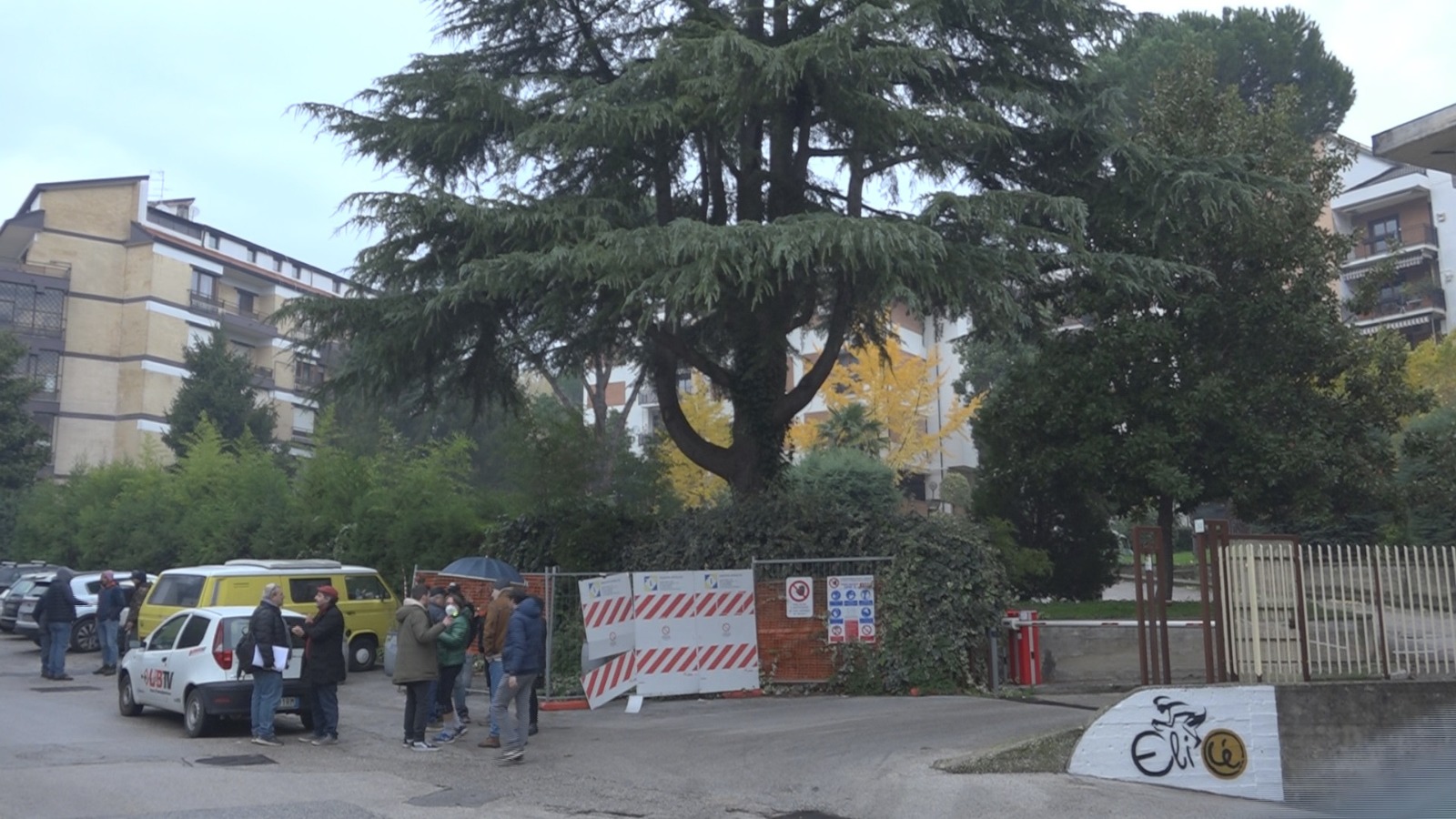Avellino| Cedro libanese, Legambiente e condomini impediscono il taglio ma serve una soluzione