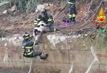 Marzano di Nola| Cane finisce in una vasca per l’acqua piovana, salvato dai pompieri