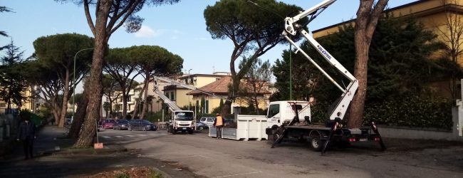 Benevento, al via la potatura delle essenze arboree colpite da cocciniglia tartaruga