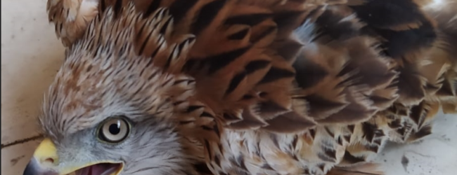 La denuncia della Lipu Sannio: ancora episodi di impallinamento di uccelli protetti durante la stagione della caccia