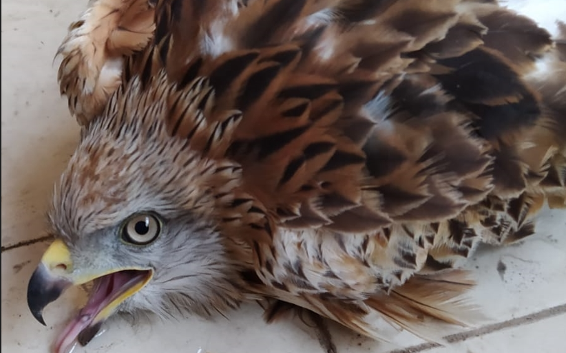 La denuncia della Lipu Sannio: ancora episodi di impallinamento di uccelli protetti durante la stagione della caccia