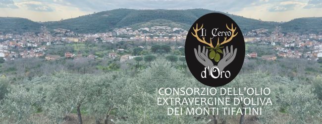 L’oro verde dei Monti Tifatini: l’olio di oliva e la nascita del Consorzio