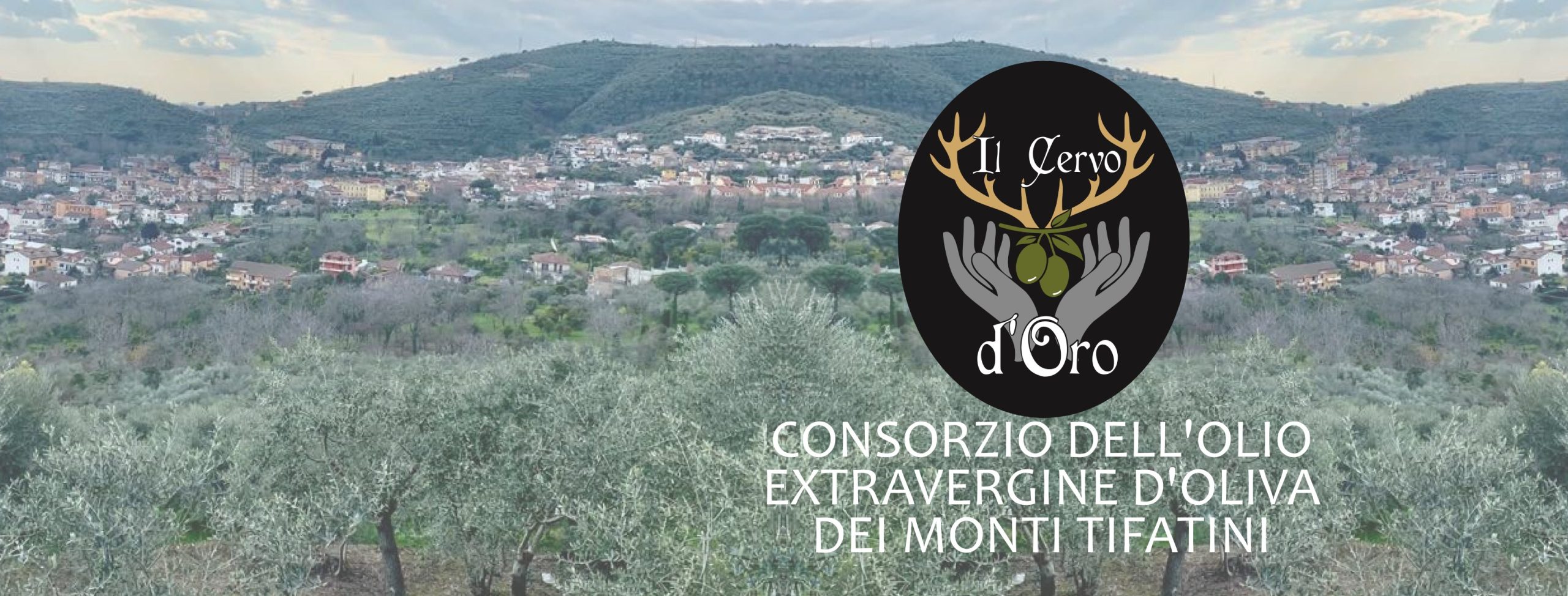 L’oro verde dei Monti Tifatini: l’olio di oliva e la nascita del Consorzio
