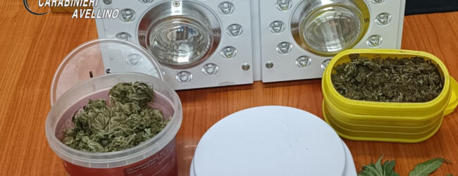Avellino| Una piantina e 400 grammi di marijuana già essiccata in casa, 47enne ai domiciliari
