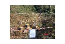 Taburno-Camposauro, taglio abusivo di legna: in corso l’identificazione dei responsabili